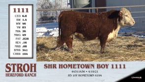 Lot #1111 - SHR HOMETOWN BOY 1111