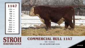 Lot #1147 - COMMERCIAL BULL