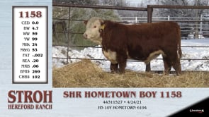 Lot #1158 - SHR HOMETOWN BOY 1158