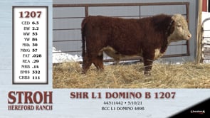 Lot #1207 - SHR L1 DOMINO B 1207