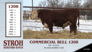 Lot #1208 - COMMERCIAL BULL