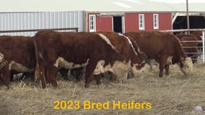 Lot #BREDSA - BRED HEIFERS, REGISTERED