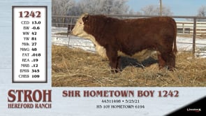 Lot #1242 - SHR HOMETOWN BOY 1242