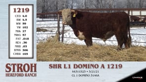 Lot #1219 - SHR L1 DOMINO A 1219