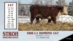Lot #147 - SHR L1 DOMINO 147