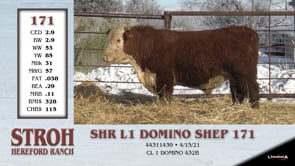 Lot #171 - SHR L1 DOMINO SHEP 171