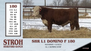 Lot #180 - SHR L1 DOMINO F 180