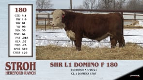 Lot #180 - SHR L1 DOMINO F 180