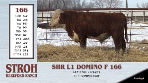 Lot #166 - SHR L1 DOMINO F 166
