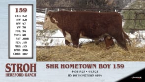 Lot #159 - SHR HOMETOWN BOY 159