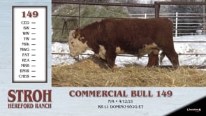 Lot #149 - COMMERCIAL BULL