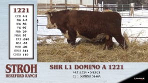 Lot #1221 - SHR L1 DOMINO A 1221