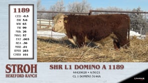 Lot #1189 - SHR L1 DOMINO A 1189