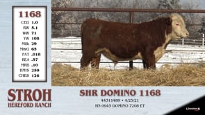 Lot #1168 - SHR DOMINO 1168