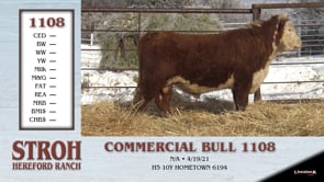 Lot #1108 - COMMERCIAL BULL