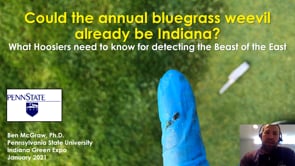 Could the Annual Bluegrass Weevil Already be in Indiana? What Hoosiers Need to Know for Detecting the Beast of the East