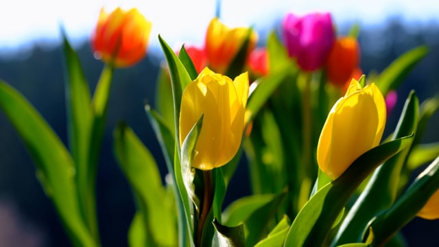 300.000+ ảnh đẹp nhất về Hoa Tulip Tím · Tải xuống miễn phí 100% · Ảnh có  sẵn của Pexels