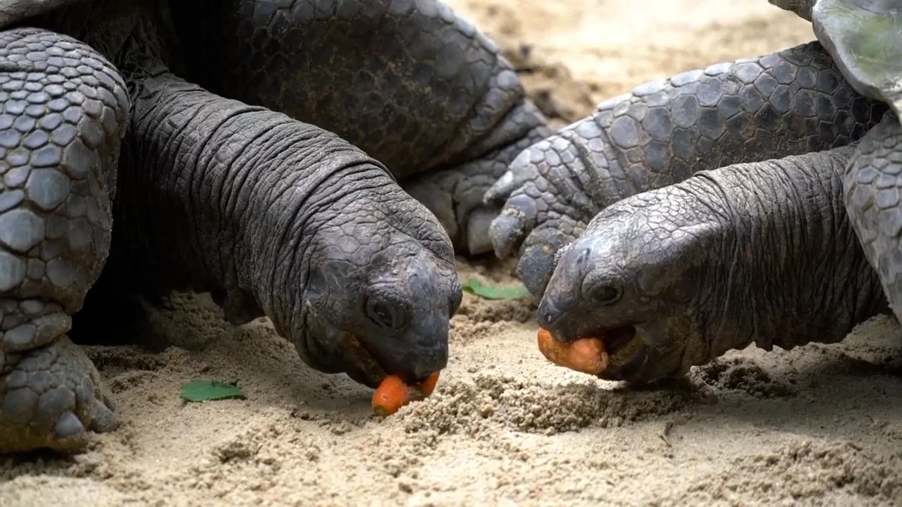 Aldabra Giant Tortoise - Singapore Zoo