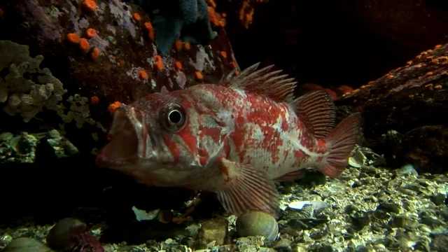 Secrets of Longevity: New Evidence from Rockfish