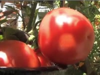 Time for Tomatoes