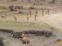 Why Gazelles Aren’t Fat