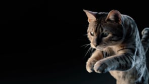Purina ProPlan - DC