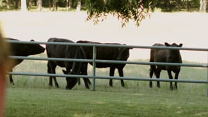 Whispering Waters Ranch - Leonard,  #2