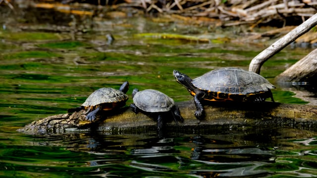 Turtles Trunk Log - Free video on Pixabay