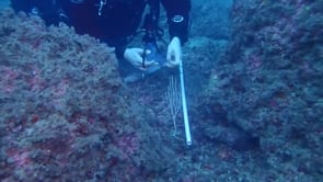  Estudi sobre l'impacte del Canvi Climàtic a les Gorgònies