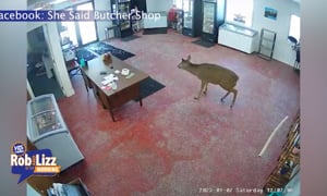Deer Breaks into Butcher Shop