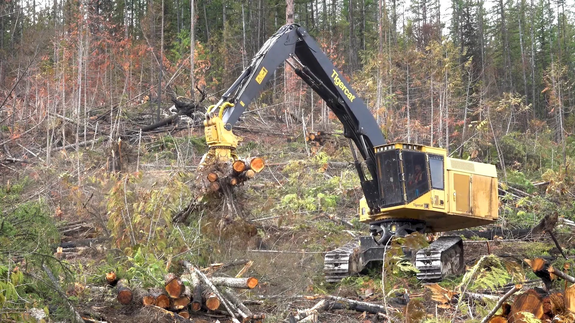 LSX870D Shovel Logger | Logging Videos | Tigercat TV