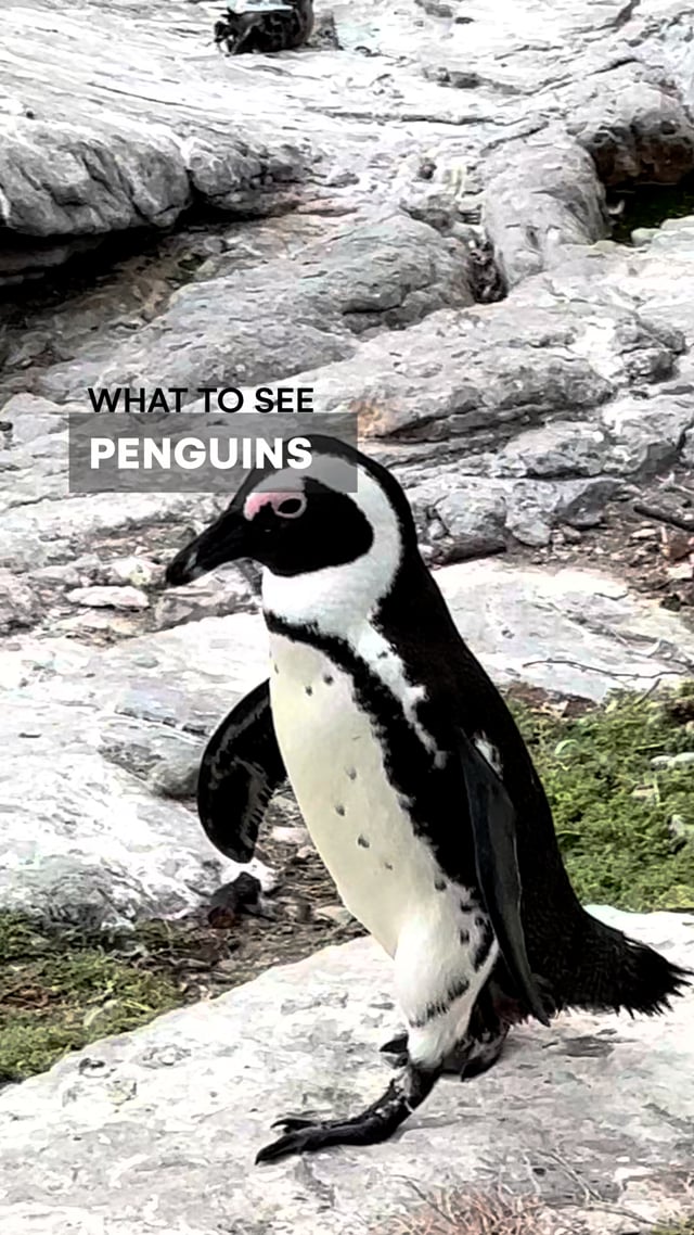 Betty’s Bay Penguins