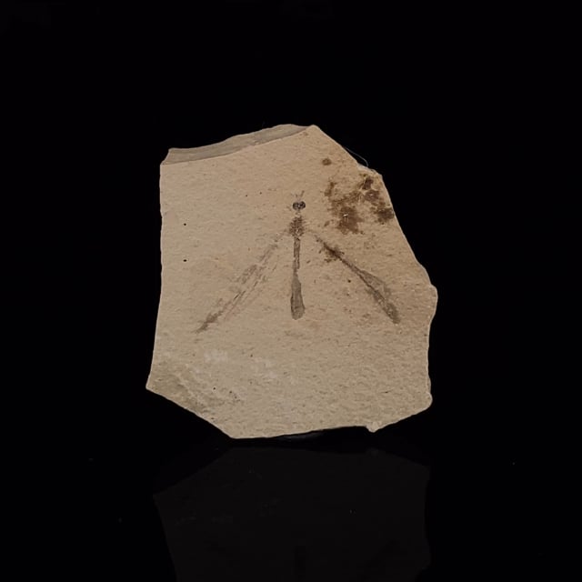 Flying Insect Fossil