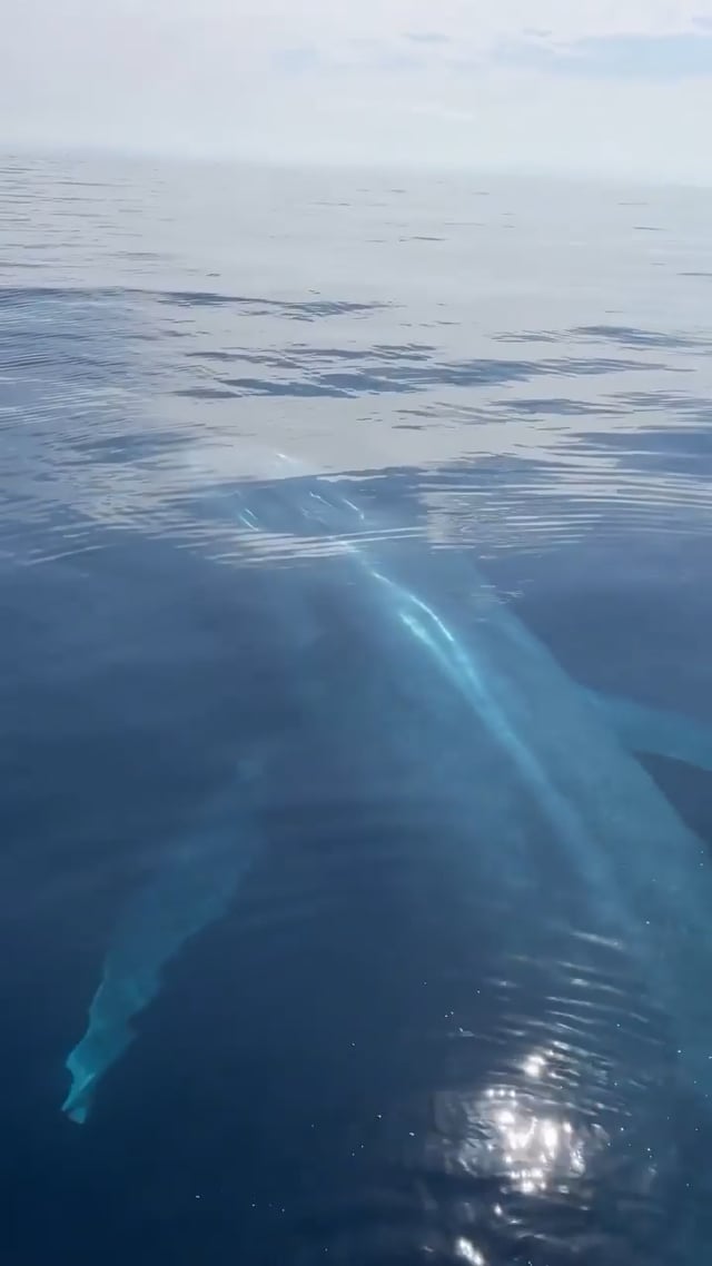 푸른 고래 실제 크기 느낌