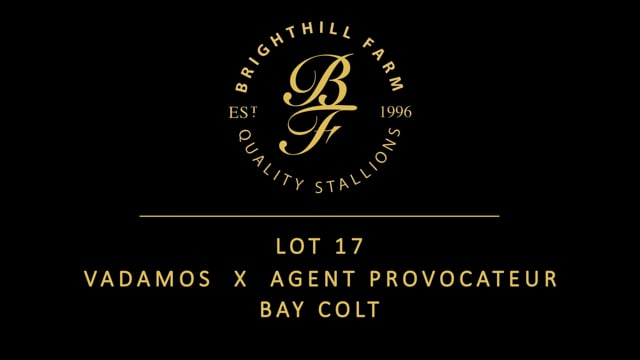 Lot 17