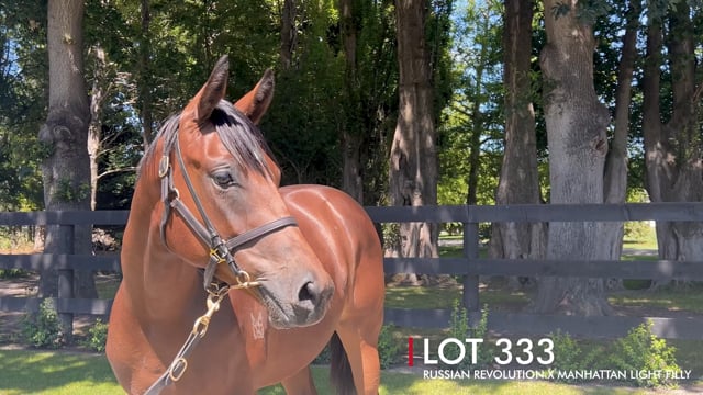 Lot 333