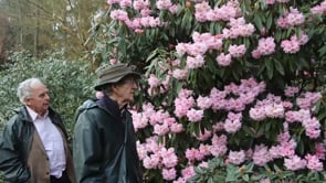 Ken Cox on rhododendrons, a family business and plant hunting - CC