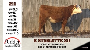 Lot #211 - R STARLETTE 211