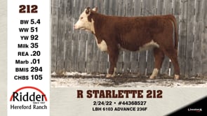 Lot #212 - R STARLETTE 212