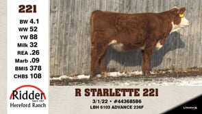 Lot #221 - R STARLETTE 221