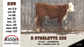 Lot #229 - R STARLETTE 229