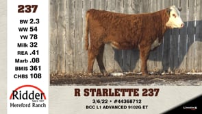 Lot #237 - R STARLETTE 237