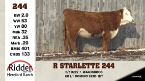 Lot #244 - R STARLETTE 244