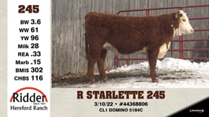 Lot #245 - R STARLETTE 245