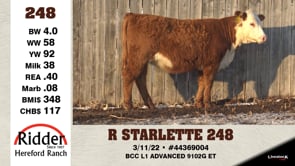 Lot #248 - R STARLETTE 248