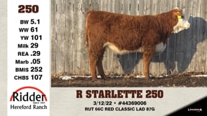 Lot #250 - R STARLETTE 250