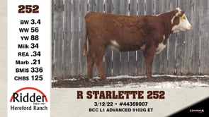 Lot #252 - R STARLETTE 252