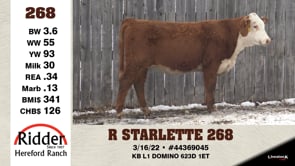 Lot #268 - R STARLETTE 268