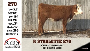Lot #270 - R STARLETTE 270