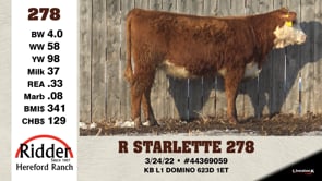 Lot #278 - R STARLETTE 278